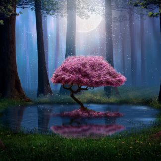 FUN06 Enchanted Night Forest